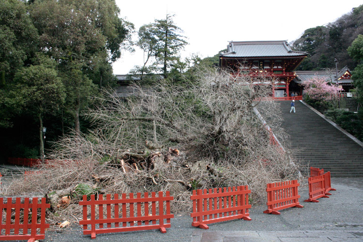 倒壊した鶴岡八幡宮の大銀杏